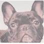 BULLDOG